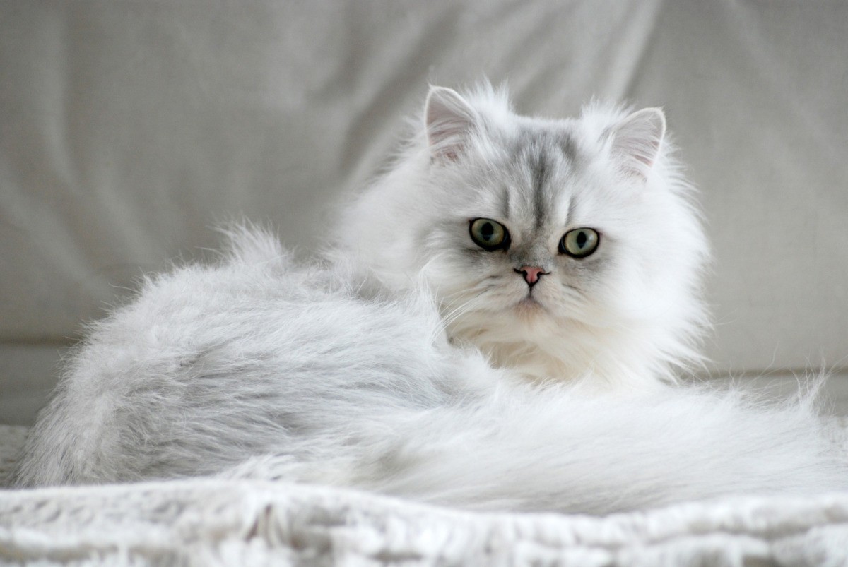 Persian modern Cat Breed Multiverses Journal
