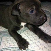 Is My Dog a Pit Bull?