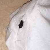 Identifying a Black Beetle Looking Bug