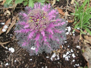 Using Eggshells In Your Garden - crushed shells around ornamental kale