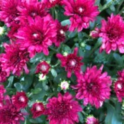 Chrysanthemums -  dark pink blooms