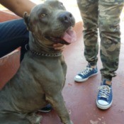 Is My Dog an American Pit Bull Terrier?