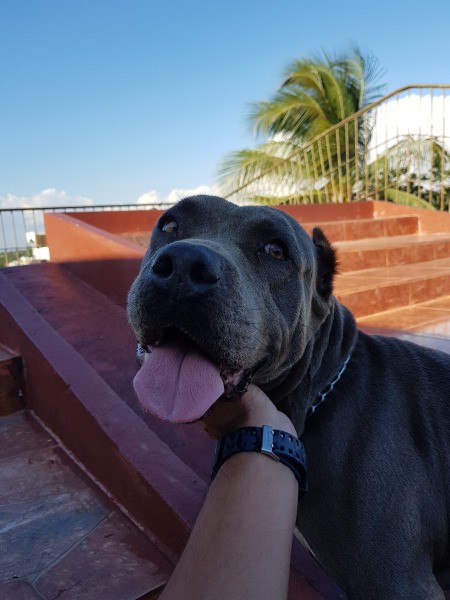 Is My Dog an American Pit Bull Terrier?