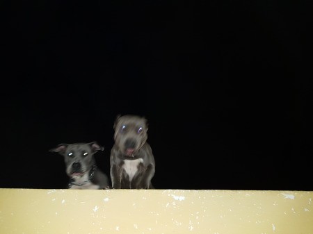 Is My Dog an American Pit Bull Terrier?