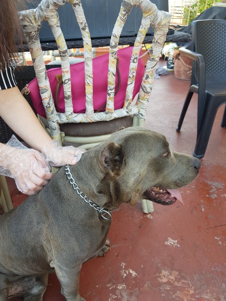 Is My Dog an American Pit Bull Terrier?