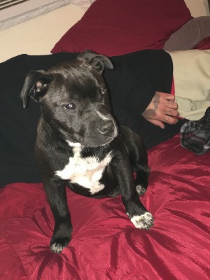 What Breed Is My Dog? - black dog with white on chest, may be part Pit