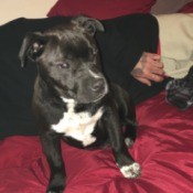 What Breed Is My Dog? - black dog with white on chest, may be part Pit