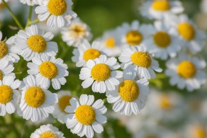 Growing Feverfew - closeup of flowers