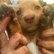 What Breed Is My New Puppy?