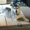Is My Dog a Pure Bred Husky? - dog with airplane ears
