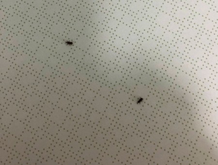Identifying Tiny Household Bugs