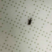 Identifying Tiny Household Bugs