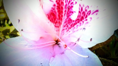 Morning Bliss - closeup of a white flower with purple and reddish coloring in throat