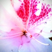 Morning Bliss - closeup of a white flower with purple and reddish coloring in throat