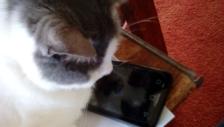Annie - A Closer Look Kitty - kitty with cell phone