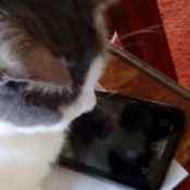 Annie - A Closer Look Kitty - kitty with cell phone