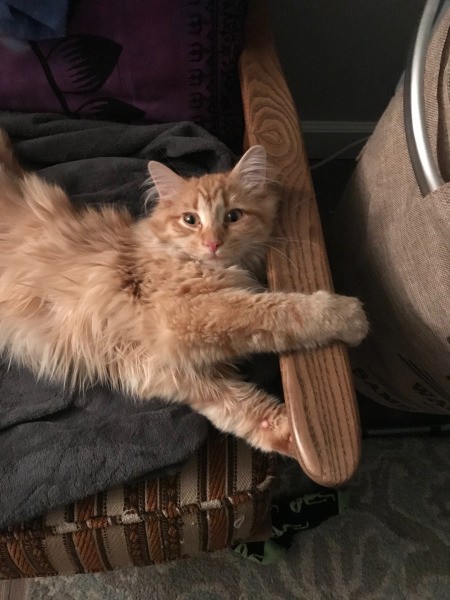 What Breed Is My Cat Thriftyfun