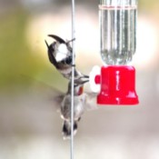 Backyard Hummingbirds - two birds at the feeder, one upside down