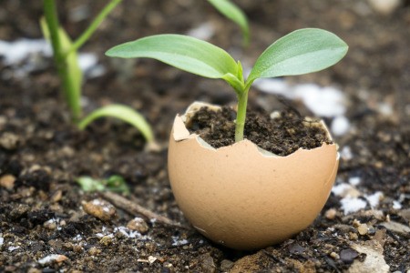 An eggshell growing a seedling in the garden.
