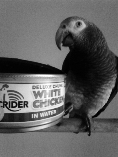 Pepper (Timneh African Grey) - parrot next to a can of chicken