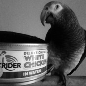 Pepper (Timneh African Grey) - parrot next to a can of chicken