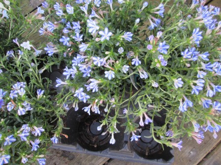 Reviving An Old Outdoor Planter - pots of flowing plants