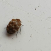 Getting Rid of Small Brown Flying Bugs - two colored bug