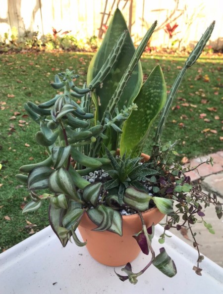 Pot Drainage from Garlic Mesh - planted pot