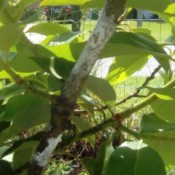 Avocado Tree Has White Powdery Areas on Trunk - something that looks like powdery mildew on trunk