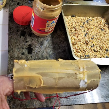 Bird Feeders Part 2 - TP tube covered with peanut butter