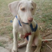 What Breed Is My Dog? - cream colored puppy