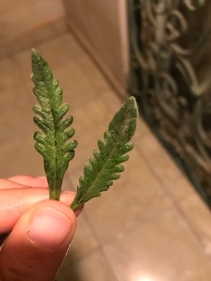 Identifying Herb Leaves - medium green many lobed small leaves