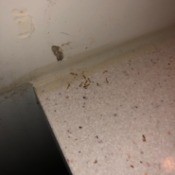 Identifying Bugs that Hatched in the Bathroom - bugs on sink counter top