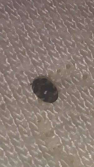 Identifying a Household Bug - small two colored beetle