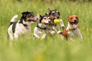 four dogs running happily through the grass, one carrying a tennis ball