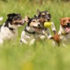 four dogs running happily through the grass, one carrying a tennis ball