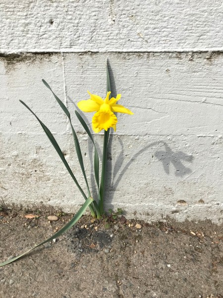 The Lonely Daffodil - daffy against a grey wall with its shadow