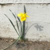 The Lonely Daffodil - daffy against a grey wall with its shadow