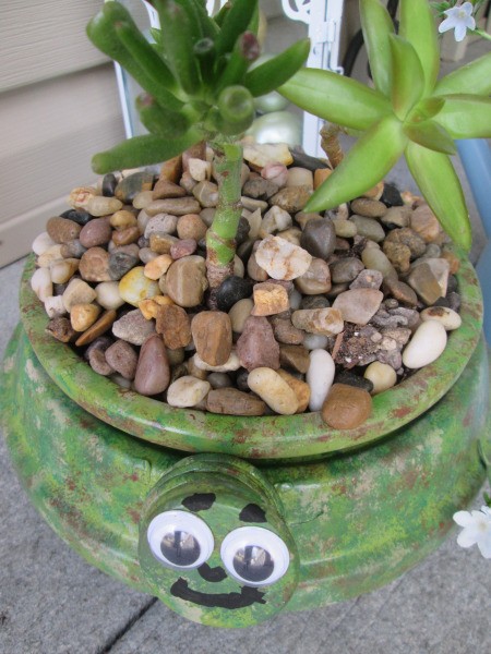 Terra Cotta Turtle Planter - planted with succulent