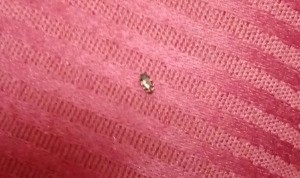 Is This a Bedbug? - bug on pink upholstery