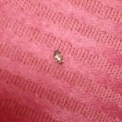 Is This a Bedbug? - bug on pink upholstery