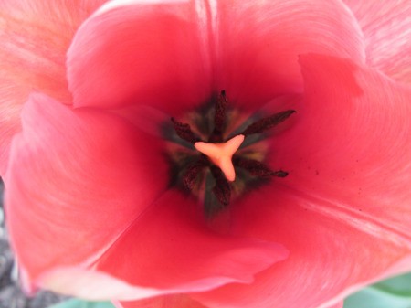 Red Dynasty Tulip - closeup of pink tulip with dark center