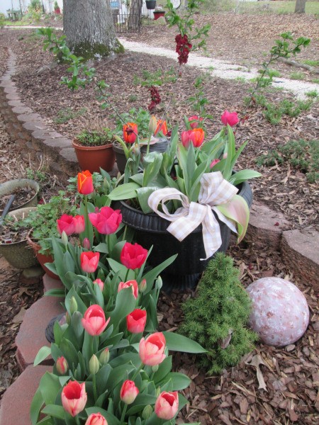 It's Never Too Late For Planting Tulips - blooming tulips in the garden some in a pot