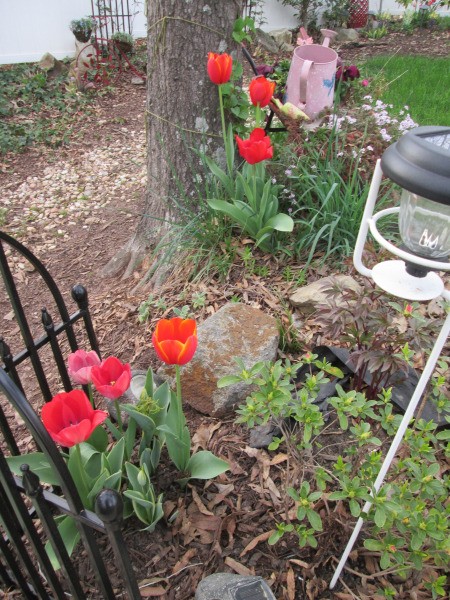 It's Never Too Late For Planting Tulips