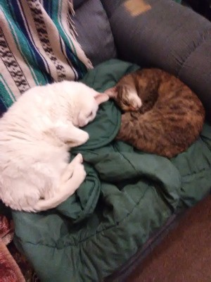 Two cats asleep on an armchair.