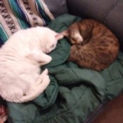 Two cats asleep on an armchair.