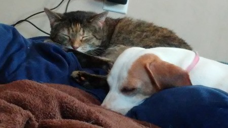 Unexpected Best Friends (Nala and Gwen) - sleeping cat and dog