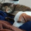 Unexpected Best Friends (Nala and Gwen) - sleeping cat and dog