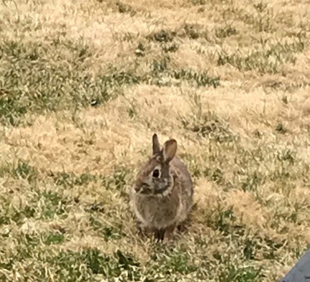 Morning Visitor - Rabbit - wild rabbit in grass