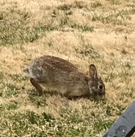 Morning Visitor - Rabbit